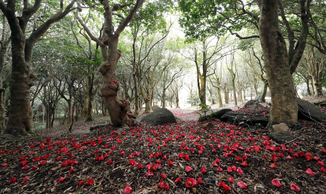 전남 강진 다산초당에서 백련사 가는 길(제공: 한국관광공사) ⓒ천지일보 2021.12.13