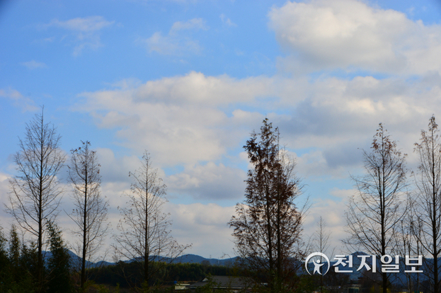 전남 담양군 담양읍 농업기술센터 주변 나뭇잎이 떨어져 앙상한 가지만 남아 스산한 분위기를 연출하고 있다. ⓒ천지일보DB