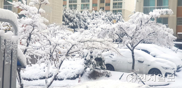 [천지일보=김빛이나 기자] 25일 폭설이 내린 강원 동해의 한 아파트 단지에 밤새 쌓인 눈에 덮여 있다. (독자제공) ⓒ천지일보 2021.12.25