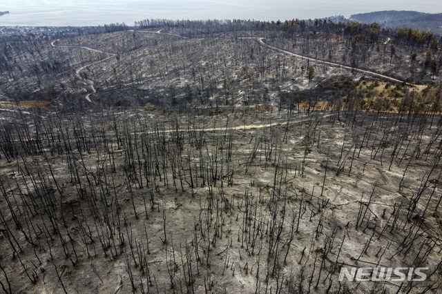 8월 11일 그리스 아테네에서 약 181㎞ 떨어진 에비아섬의 아지아 안나 마을의 숲이 불로 소실됐다. (출처: 뉴시스)