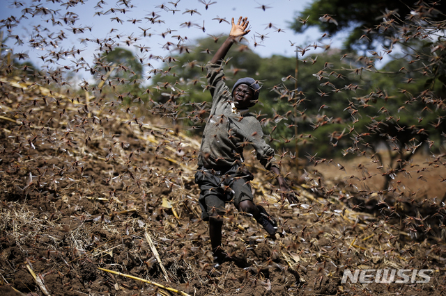 3월 17일 케냐 나쿠루 카운티 엘부르곤에서 농부의 아들인 스티브 무도가(12)가 자신의 농장에서 활개치는 메뚜기떼를 쫓으려 하고 있다. (출처: 뉴시스)