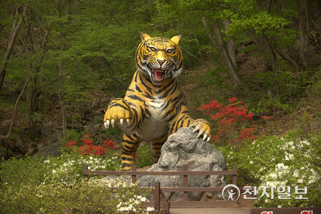 충남도 청양 칠갑산에 있는 호랑이 모형. (제공: 청양군) ⓒ천지일보 2022.1.2