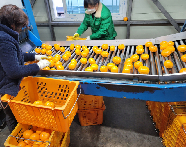 GS더프레시에서 판매될 천혜향 상품이 제주 선과장에서 선별되고 있다. (제공: GS더프레시)