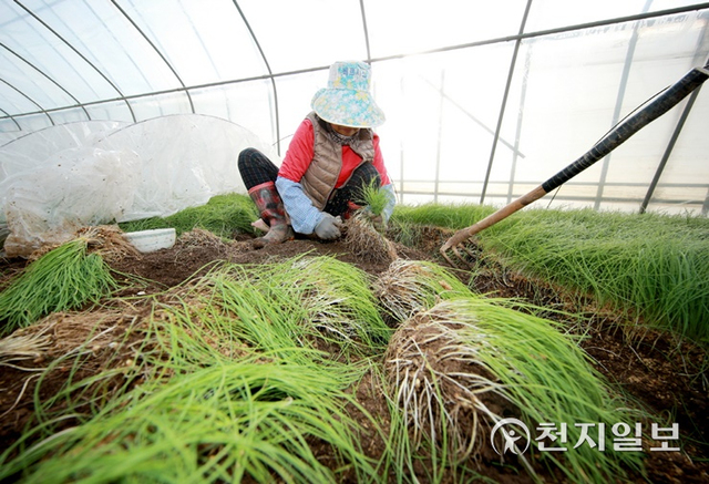 충남도 태안지역 농민들이 겨울철 고소득 작목으로 각광받는 냉이와 달래 수확에 한창이다. (제공: 태안군) ⓒ천지일보 2022.1.21