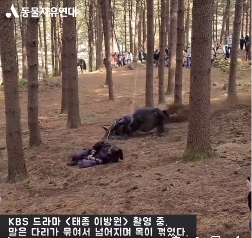 KBS 대하사극 ‘태종 이방원’에서 낙마 장면을 촬영하기 위해 말 다리에 줄을 묶은 뒤 달리게 하다 넘어지게 만들었다. 사진은 해당 장면 영상 캡처. (출처: 동물자유연대 페이스북 영상 캡처)