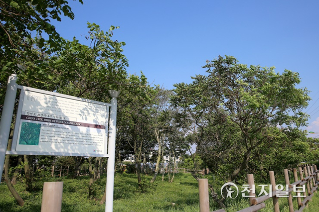 태안군 안면읍 승언리 1318-7에 위치한 모감주나무 군락지. (제공: ⓒ천지일보 2022.2.6