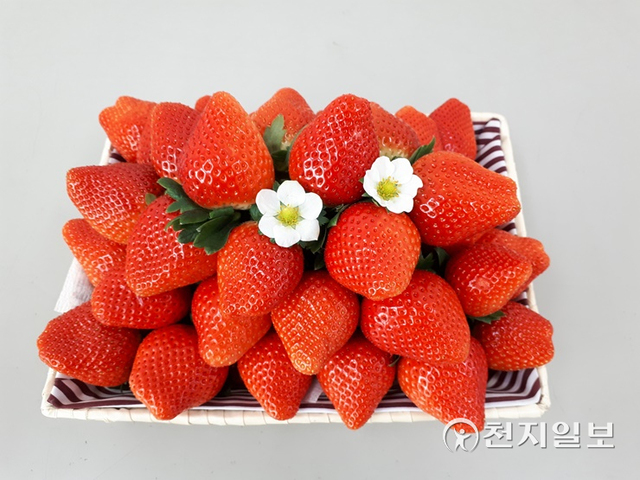 17일 충남도 농업기술원 딸기연구소에 따르면 ‘킹스베리’ ‘써니베리’ ‘두리향’ ‘하이베리’ 그리고 ‘비타베리’까지 신품종 딸기 5종이 시장에 본격 출하되기 시작했다. (제공: 충남도) ⓒ천지일보 2021.12.17