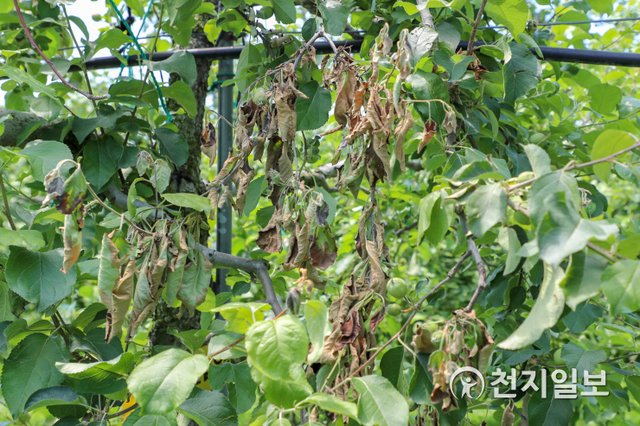 과수화상병. (제공: 당진시) ⓒ천지일보 2021.5.31