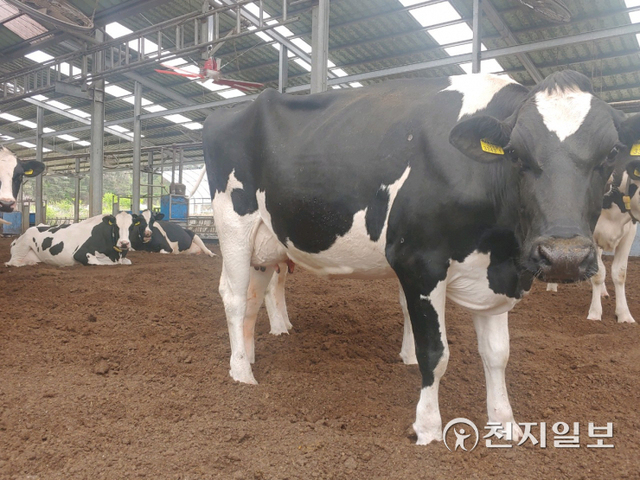 횡성군이 가축분뇨 부숙화 규정 강화에 따른 경축순환자원화 체계 조기 구축을 위해 친환경 축산농가 깔집 교반 지원 사업 추진으로 개선된 축사의 모습. (제공: 홍천군청) ⓒ천지일보 2022.3.2