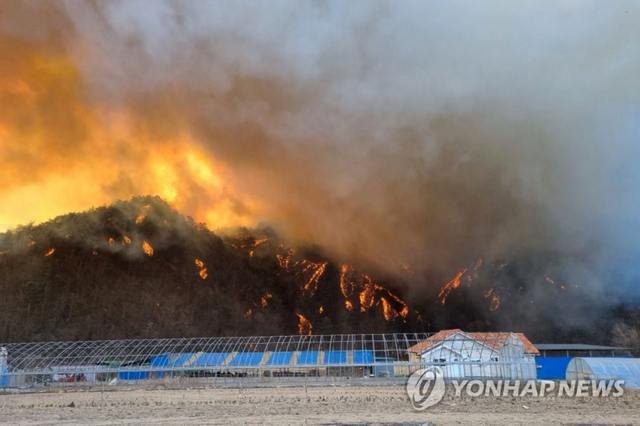 울진 산불. (출처: 연합뉴스)
