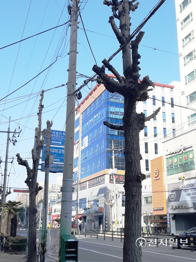 가지치기가 이뤄진 진주시 도심의 가로수 모습. 가로수와 전선·통신선이 같은 방향으로 심어져 있다. ⓒ천지일보 2022.3.6