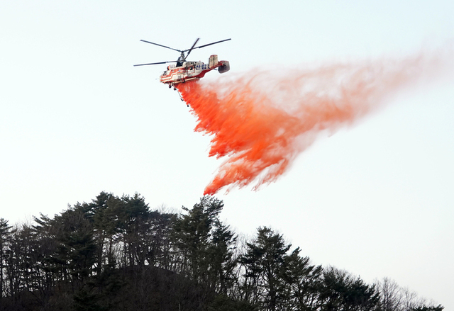 [서울=뉴시스] 산림청 산불진화헬기가 7일 오후 경북 울진군 금강송면 소광리 일대에서 금강소나무 군락지를 산불로부터 보호하기 위해 능선부를 따라 산불지연제(리타던트)를 뿌리고 있다. (사진=산림청 제공) 2022.03.07.