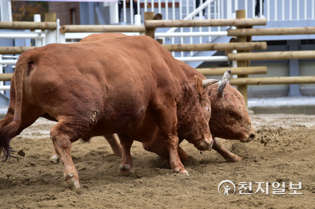 11일 경남 진주시 판문동 전통소싸움경기장에서 진주소싸움경기 개회식에 이어 소싸움경기가 열리고 있다. (제공: 진주시) ⓒ천지일보 2021.11.11
