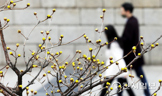 [천지일보=남승우 기자] 완연한 봄 날씨가 이어지고 있는 15일 서울 종로구 청계천에서 봄기운을 가득 머금은 산수유가 꽃망울을 터트리고 있다. ⓒ천지일보 2022.3.15