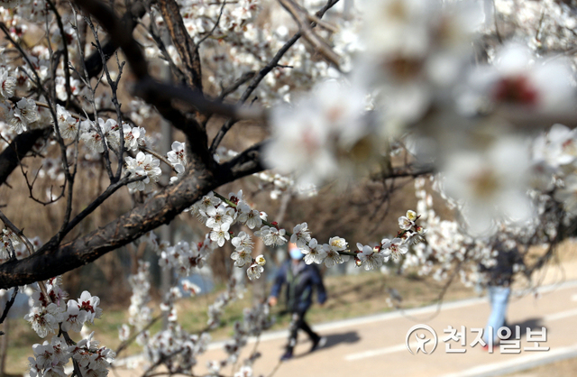 서울에 핀 봄꽃 ⓒ천지일보DB
