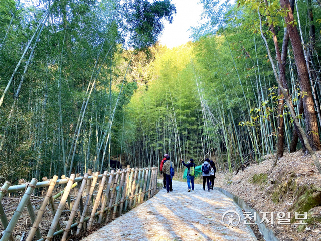 수변을 따라 자생된 대나무 숲길과 벚꽃길을 따라 바람에 나부끼는 나뭇잎의 소리를 들을 수 있는 귀곡동 자연생태 문화탐방로 중 ‘바람소리 길’. (제공: 진주시) ⓒ천지일보 2021.11.16