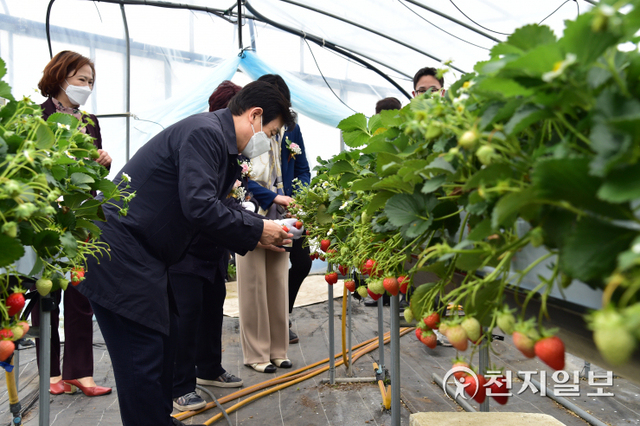조규일 진주시장이 진주청동기문화박물관 배움놀이터에서 딸기 수확체험을 하고 있다. (제공: 진주시) ⓒ천지일보 2022.3.31