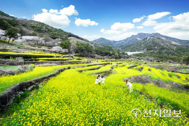 봄을 맞아 남해다랭이마을을 찾은 상춘객들이 다랭이논에 핀 유채꽃을 배경으로 사진을 찍고 있다. (제공: 남해군) ⓒ천지일보 2022.4.7
