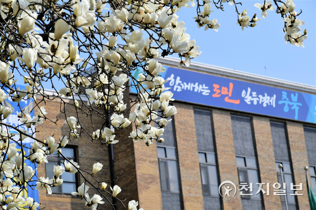 [천지일보 충북=홍나리 기자] 6일 오전 충북도청 앞에 백목련이 활짝 피어있다. 충북도 대표 꽃인 백목련은 도민의 자조·자립·협동을 상징한다.