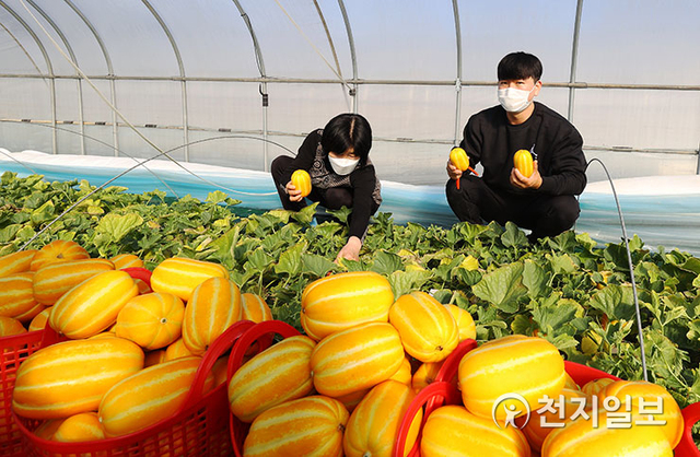 경북 성주군 농부가 참외를 수확하고 있다. (제공: 성주군청) ⓒ천지일보 2021.1.15