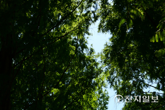 [천지일보 담양=이미애 기자] 여름, 진한 녹색의 메타세쿼이아 나뭇가지가 길게 뻗어 하늘과 맞닿아있다. ⓒ천지일보 2022.6.2