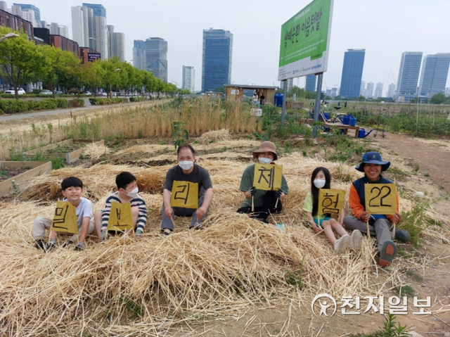 최근 인천 이음텃밭(송도동 28-1번지, 1만4750㎡)에서 실시한 토종 밀·보리 체험행사에 참여한 시민들.(제공: 인천시청) ⓒ천지일보 2022.6.20