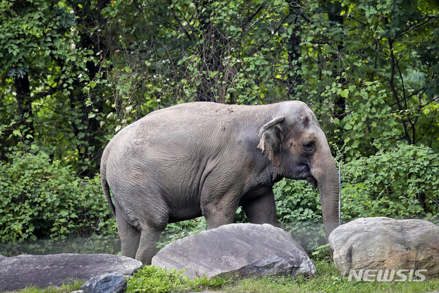 [브롱크스동물원=AP/뉴시스]미국 뉴욕시 브롱크스 동물원에서 45년을 지내온 코끼리 해피의 노후를 두고 그를 요양원에 보내야 한다는 동물권리단체가 제기한 소송이 지난 14일 뉴욕고등법원에서 기각됐다. 사진은 2018년 10월2일 브롱크스 동물원 아시아구역에서 촬영한 해피.