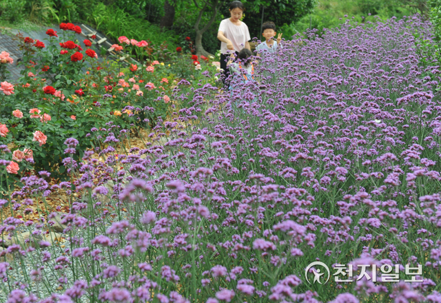 최근 담양군 달빛여행정원에 버들마편초가 만발해 보랏빛 꽃향연을 펼치고 있다. ⓒ천지일보 2022.6.29