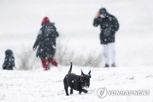 (P출처: AP, 연합뉴스) 8일(현지시간) 영국 잉글랜드 베드포드셔 지역의 눈이 쌓인 들판에서 강아지가 뛰어놀고 있다.