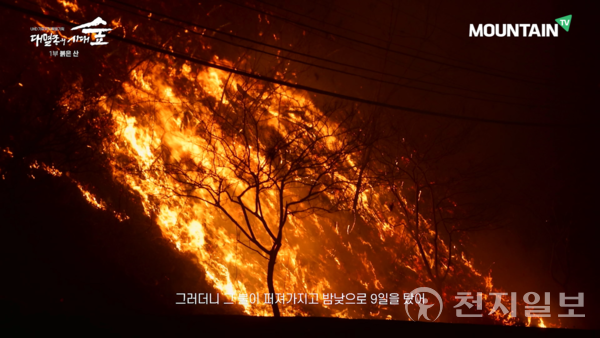 울진 산불 당시 불타고 있는 나무. (제공: 마운틴TV) ⓒ천지일보 2023.03.09.