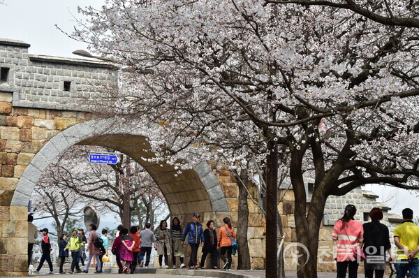 수원화성 성벽과 어우러진 벚꽃을 볼 수 있는 팔달산. (제공: 수원특례시) ⓒ천지일보 2023.03.29.
