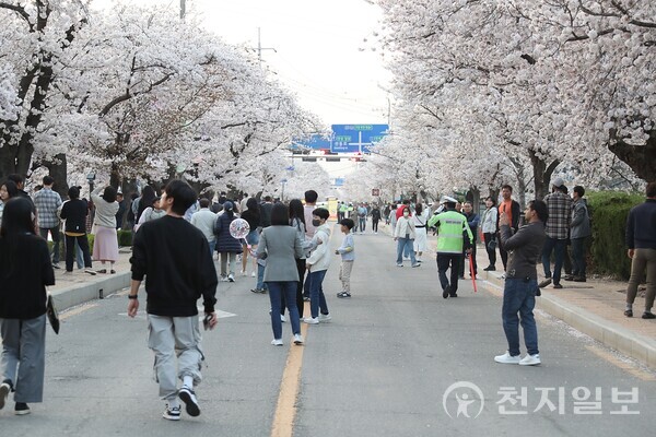 전북 정읍시 대표 봄 축제인 ‘2023 정읍 벚꽃축제’. (제공: 정읍시) ⓒ천지일보 2023.04.05.