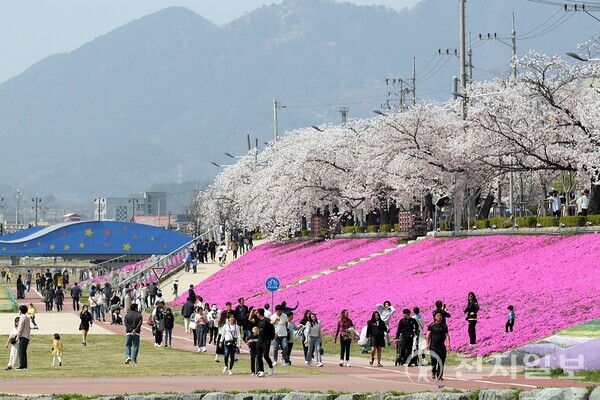 전북 정읍시 대표 봄 축제인 ‘2023 정읍 벚꽃축제’ 모습. (제공: 정읍시) ⓒ천지일보 2023.04.05.
