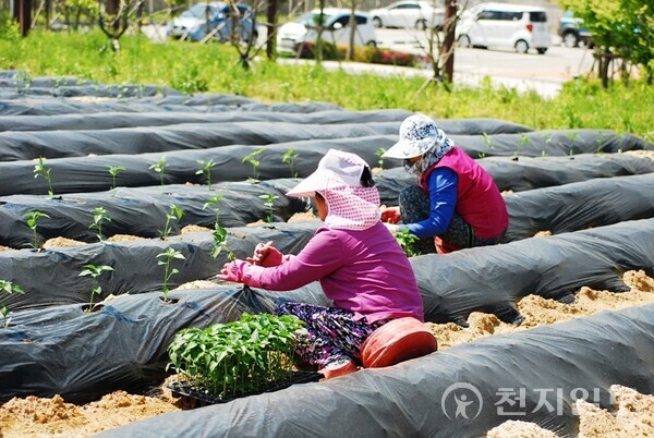 전북 정읍시가 농산물 가격 불안정에 대응하고 농가소득 증대를 위해 주요 농산물 가격안정 지원사업을 추진한다고 20일 밝혔다. (제공: 정읍시) ⓒ천지일보 2023.04.20.