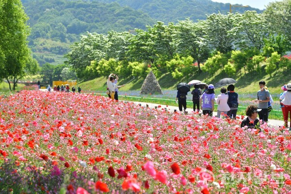 '장성 황룡강 봄꽃 축제' 100억 송이 계절 꽃 감상하세요 '장성 황룡강 봄꽃 축제' 100억 송이 계절 꽃 감상하세요