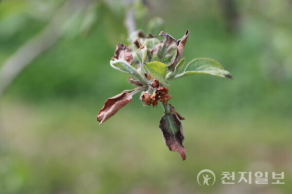 청주시 미원면 사과농가에서 서리 피해를 입은 사과나무 꽃송이. (충북도 제공)