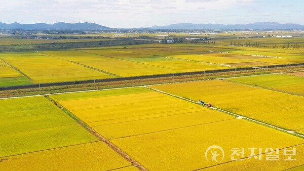 전북 정읍시 쌀 작물 재배. (제공: 정읍시) ⓒ천지일보 2023.05.02
