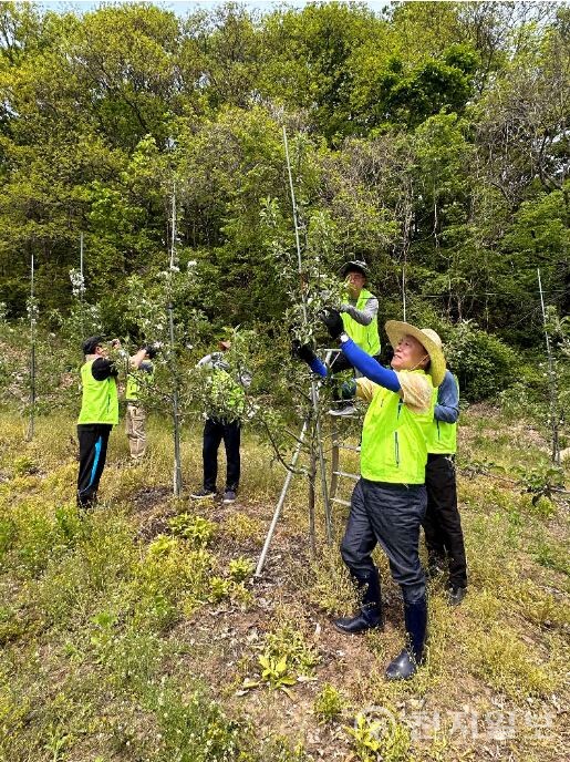 농협중앙회 박태선 조합감사위원장(오른쪽)과 직원들이 사과나무 적화작업을 하고 있다. (제공: 농협) ⓒ천지일보 2023.05.04.