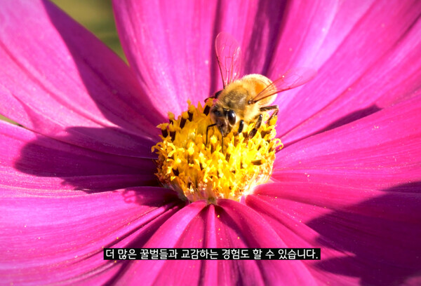 ‘꿀벌을 위하여’ 한국어 영상의 주요 장면. (제공: 서경덕 교수) ⓒ천지일보 2023.05.19.