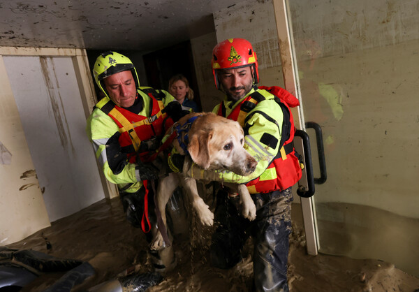 (파엔차[이탈리아] 로이터=연합뉴스) 18일(현지시간) 폭우로 잠긴 이탈리아 에밀리아-로마냐주 파엔차의 한 주택에서 소방대원들이 개를 구조하고 있다. 전날 스테파노 보나치노 에밀리아-로마냐주 주지사는 이번 폭우로 최소 8명이 사망했다고 밝혔다. 2023.05.18.