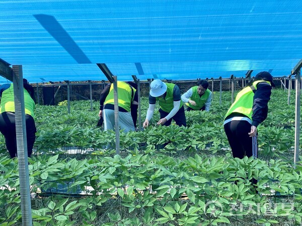 인삼사업부 임직원들이 23일 인천시 강화군 관내 인삼 재배농가에서 인삼 재배를 위한 꽃순 제거 작업을 진행하고 있다. (제공: 농협경제지주) ⓒ천지일보 2023.05.25.