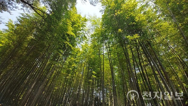 [천지일보 전북=김동현 기자] 전주수목원에 높이 자란 대나무들. ⓒ천지일보 2023.06.04.