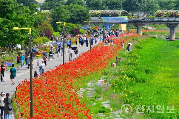 장성 황룡강 강변 따라 이어진 붉은 꽃 물결. (제공: 장성군) ⓒ천지일보 2023.06.05.