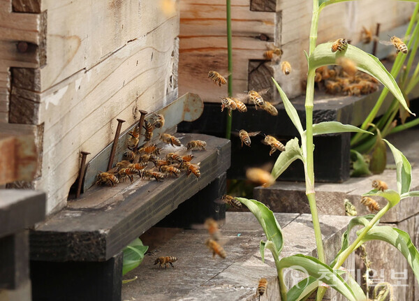 [천지일보=남승우 기자] 초여름 날씨를 보인 지난달 25일 서울 여의도 도심의 한 건물 옥상에 설치된 도시양봉장에서 꿀벌들이 분주히 움직이고 있다. ⓒ천지일보 2023.06.05.