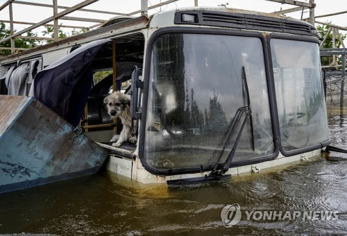 12일(현지시간) 헤르손에서 한 강아지가 물에 홀딱 젖은 채 물에 잠긴 버스에 갇혀 있다. (로이터/연합뉴스)