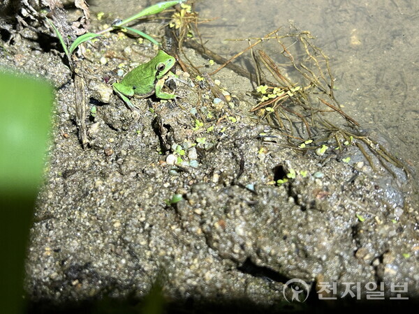 지난 5월 31일 발견한 수원청개구리. (제공: 수원특례시) ⓒ천지일보 2023.07.10.
