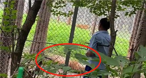 창춘 동물원에서 싸우다 쓰러진 호랑이. (출처: 연합뉴스)