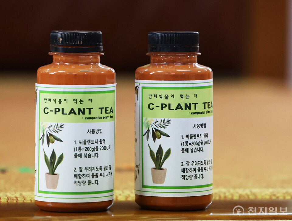 [천지일보=남승우 기자] 시티앤그린의 생천토’를 활용한 ‘씨플랜트티(C-PLANT TEA)’. 씨플랜트티는 황토를 바탕으로 천연 첨가물을 추가한 소재이기 때문에 농약도 비료도 아니지만 이들을 사용했을 때보다 수확 시 결과물이 우수하다. ⓒ천지일보 2023.08.02.
