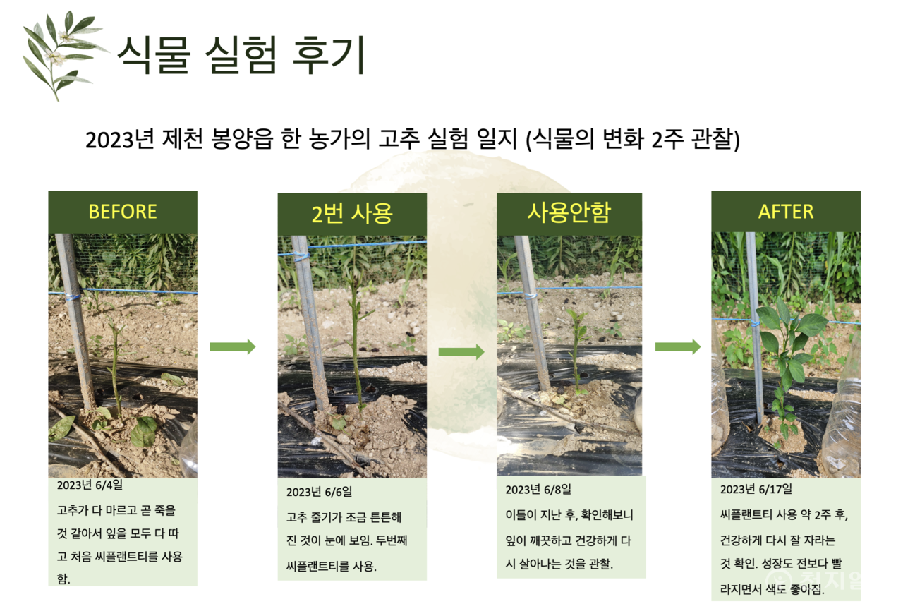 씨플랜트티를 활용한 고추 농사 사례. (제공: 시티앤그린) ⓒ천지일보 2023.08.02.