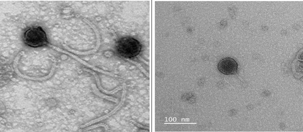 Vibrio harveyi 감염 박테리오파지와 Vibrio parahaemolyticus 감염 박테리오파지. (제공: 환경부) ⓒ천지일보 2023.08.07.